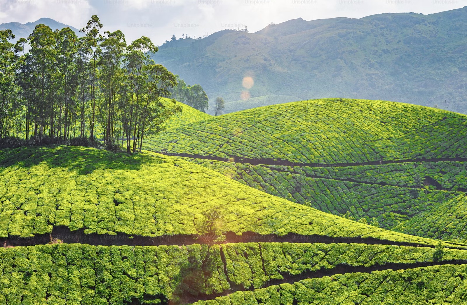 Kerala Hills & Backwaters Tour