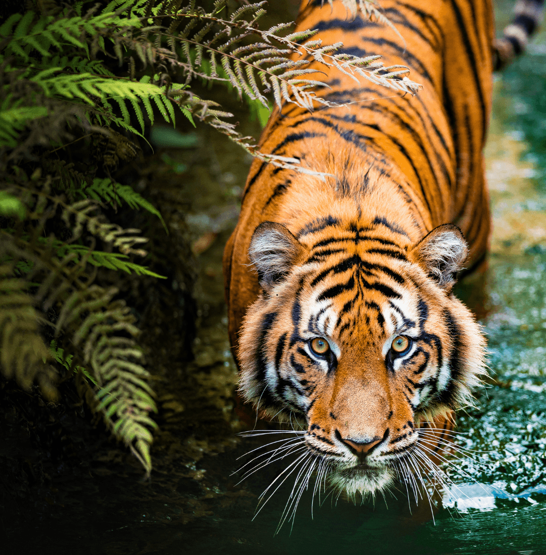 Wildlife Safari